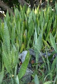 Image result for Sansevieria hyacinthoides