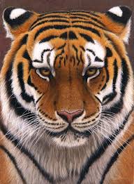 Jp81 Intense Siberian Tiger Jeremy Paul Wildlife Artist In 2020 Siberian Tiger Tiger Pictures Big Cats Art