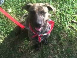 Great danes and pitbulls vary widely in size and weight, so individuals of this mix could be anywhere. Pepper Wiggles A1351863 1 Yr Brindle Pit Greyhound Mix Youtube