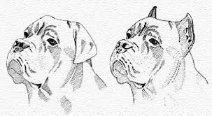 Both of these dogs can be friendly but personalities differ, so you never know. Big Dog Supplies Twitterissa Rt Cane Corso Ear Crop Tail Dock Information Http T Co 5gmtpfgnqv Canecorso Earcropping Http T Co Dtctnvezyq