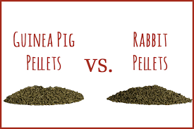 Cecotropes are a critical source of vitamins, minerals and nutrients—and ensure that the gut is repopulated with healthy flora. Can Guinea Pigs Eat Rabbit Pellets Small Pet Select Blogs Small Pet Select