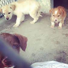 When I Visited The Harrison County Animal Shelter For A Story This Week I Couldn T Help Take Pictures Of All These Adorab Baby Animals Animal Shelter Animals