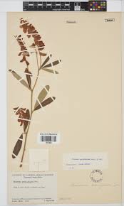 Image result for Eriosema psoraleoides