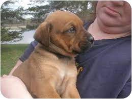 Bullmastiff information including personality, history, grooming, pictures, videos, and the national breed clubs and rescue. Howell Mi Bullmastiff Meet Monte A Pet For Adoption