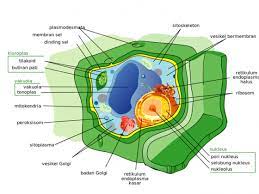 Sel hewan memiliki bentuk sel yang cenderung tidak stabil mengapa demikian. Sel Hewan Dan Tumbuhan 5 Perbedaan Paling Menonjol Dari Keduanya