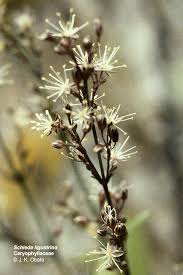 Image result for Huaceae