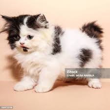 Vertical Photo Of Few Weeks Old Kitten Cat Has White Fur With Red And Tabby  Spots On Head And Back Tail Is Dark Animal Stands On The Brown Blanket Baby  Cat Looks