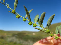 Image result for Phyllanthus maderaspatensis