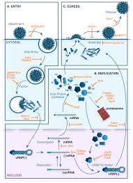 Learn vocabulary, terms and more with flashcards, games and other study tools. Viruses Free Full Text Host Cell Restriction Factors That Limit Influenza A Infection Html