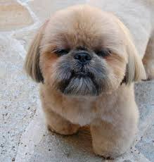 See more ideas about long hair styles, short hair styles, hair videos. 260 Best K9 Grooming Ideas Dog Grooming Pet Grooming Grooming