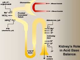 Pin On Blood Pressure Medication