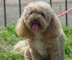 Visit us now to find your dog. Cavapoo Breeders In The Uk Cavapoo World