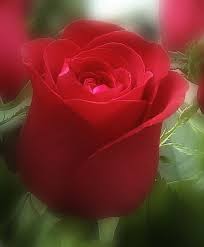 A Rose To Moana In Appreciation For The World S Most Beautiful Testimonial Rose Buds Beautiful Roses Red Roses