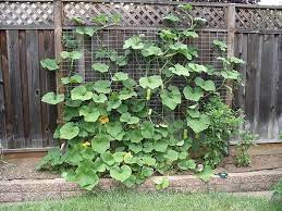 Pruning zucchini isn't a huge project because you shouldn't remove too many of the leaves. The Citrus Guy February 2011 Squash Trellis Diy Garden Trellis Zucchini Trellis