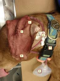 Has any one ever had a animal with ear hematoma (aural hematomas can calcify, or continue to grow, which can shut off the ear canal. Minimally Invasive Surgical Management Of Aural Hematomas Using A Vacuum Drain System Mspca Angell
