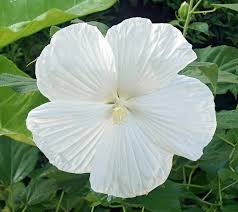 Image result for Hibiscus mutatus