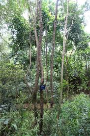 Image result for Dalbergia acutifoliolata