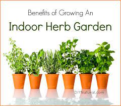 We did not find results for: Indoor Herb Garden 5 Reasons You Should Be Growing Herbs Indoors