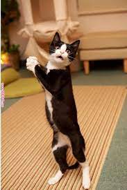 Quot What Light Through Yonder Window Break It Is The East And Juliet Is The Sun Quot William Shakespeare Quot Romeo And J Cute Cats Cats Kittens Cutest