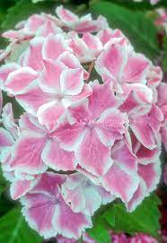 Hydrangea Macrophylla Wedding Ring Plant Flower Stock Photography Gardenphotos Com Flower Stock Photography Flower Garden Plans Flowers