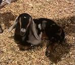 Goat For Sale in MARYSVILLE, CALIFORNIA | LivestockMarket.com