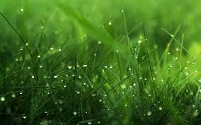 Check spelling or type a new query. Windows Grass Wallpapers Group 66