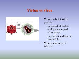 When it leaves the host cell, the measles virus steals. General Virology Virus Structure Ppt Video Online Download