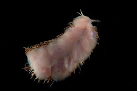 The uk researchers, who have been surveying the area in the south west indian ridge in the indian. Six New Deep Sea Creatures Just Discovered At Site Slated For Underwater Mining Smart News Smithsonian Magazine