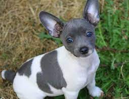 Interested in finding out more about the rat terrier? Blue Rat Terrier Puppies For Sale