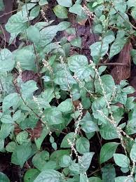 Image result for Cyathula