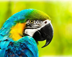 parrotの画像