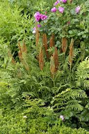 Image result for Osmunda regalis