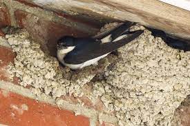 Davon sind auch die erbauer der schwalbenhäuser überzeugt. Nester Fur Mauersegler Und Schwalben Nabu Nrw