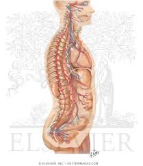 Nervous system diagram unlabeled , free transparent clipart. Autonomic Nervous System General Topography Schema Of Autonomic Nervous System