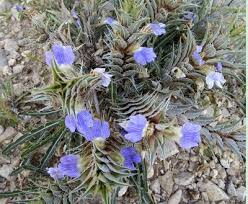 Image result for Blepharis tanganyikensis