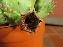 Image result for Huernia kirkii