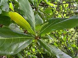 Image result for Terminalia boivinii