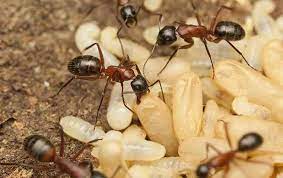Determine the entrances to the carpenter ant colony. Carpenter Ants A Guide To Dallas North Tx Ant Control