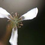 Image result for Moraea natalensis