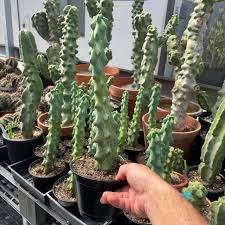 Image result for Myrtillocactus geometrizans