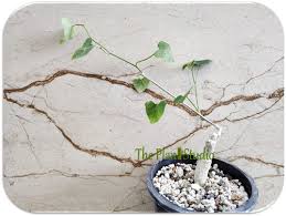 Image result for Corallocarpus bainesii