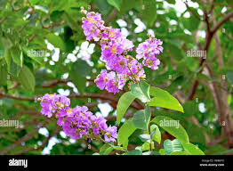Image result for Lagerstroemia speciosa