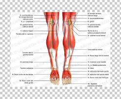 The anterior and the posterior compartments of the arm. Human Leg Posterior Compartment Of Leg Human Body Muscle Anatomy Png Clipart Abdomen Anatomy Arm Foot