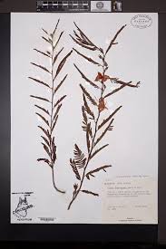 Image result for Chamaecrista fenarolii