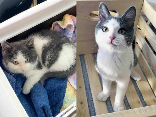 They Spot a Kitten Outside the House in the Snow and Know They Can't Leave  the Little Cat Behind - Love Meow
