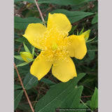 Image result for Hypericum humbertii
