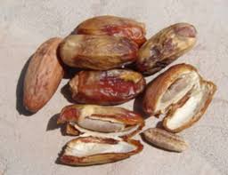 Buah kurma sering dijumpai oleh masyarakat indonesia pada saat bulan puasa. Jangan Buang Biji Kurma Selepas Makan Ketahui Khasiat Hebat Biji Buah Kurma