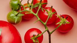 How I M Making Summer Last Forever Bon Appetit