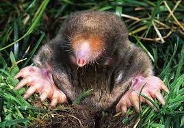 Such surgeries can be very expensive and can have some side effects as well. How To Get Rid Of Moles And Keep Them Away Lawnstarter