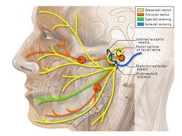 Facial Nerve